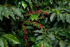 Something Beautiful is Happening Quietly in the Hills of Sri Lanka
