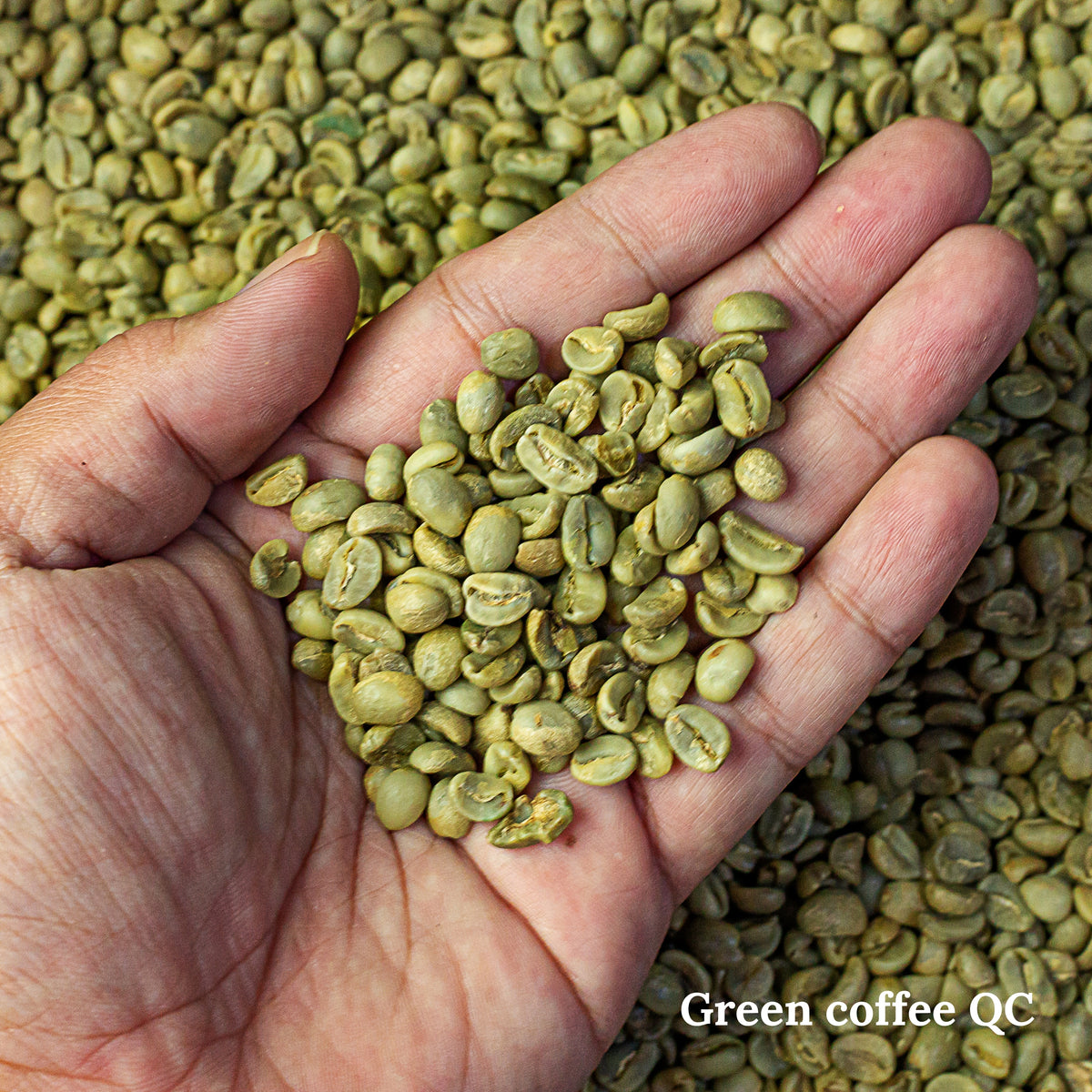 Green coffee being assessed at The Beans roastery