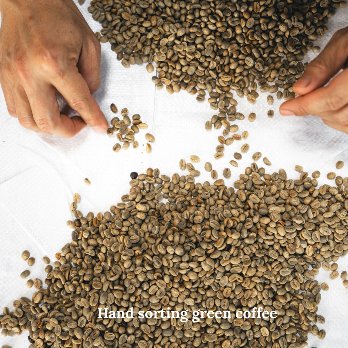 Green coffee being hand-sorted before roasting